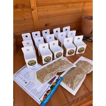 Green Lacewing 5000 Eggs - Good Bugs