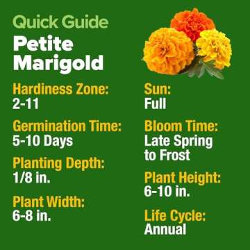 Home Grown Petite French Marigold Seeds for Gardening Success