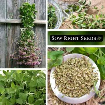 Sow Right Seeds Oregano - Non-GMO Herb Seeds for All