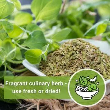 Sow Right Seeds Oregano - Non-GMO Herb Seeds for All