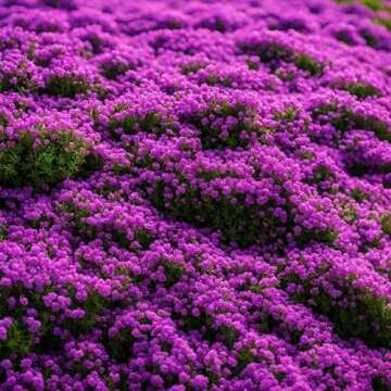 Creeping Thyme Seeds for Planting - 20000+ Magic Creeping Thyme Seeds Ground Cover Plants Heirloom F...