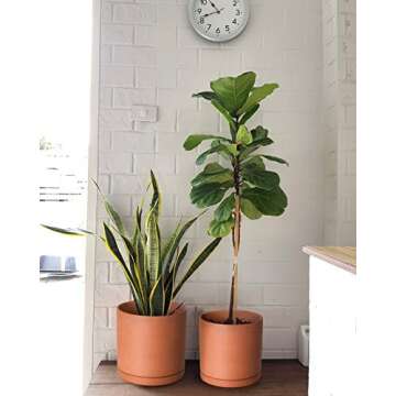 D'vine Dev Terracotta Pots with Drainage - 7.8, 9.6, 12 Inch