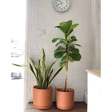 D'vine Dev Terracotta Pots with Drainage - 7.8, 9.6, 12 Inch