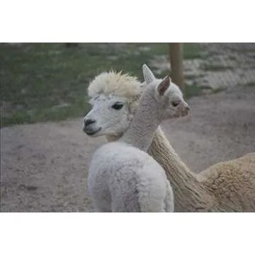 WARRIOR ALPACA SOCKS | Infant & Toddler Cuff-able Knee High | Baby Alpaca Wool (9-18 Months, Off White)