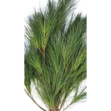 Tin Roof Treasure Fresh Cut Pine Boughs for Decor