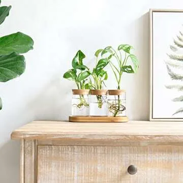 Dahey Plant Propagation Terrarium Desktop Glass Planter Station Water Planting Glass Vase with Lid a...