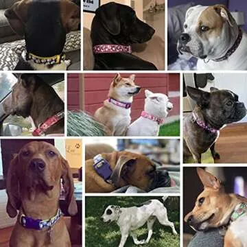 Blueberry Pet Comfy Daisy Prints Dog Collar for Small Dogs