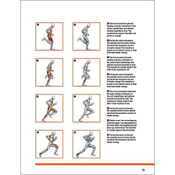 Strength Training Anatomy for Athletes