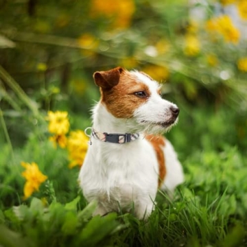 PUPTECK Adjustable No-Pull Dog Harness Set for Small Pets