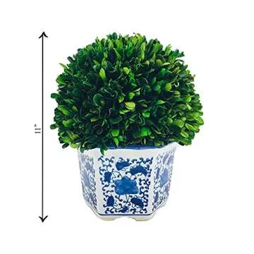 Galt Intl. 11" Preserved Boxwood Ball Topiary Planter