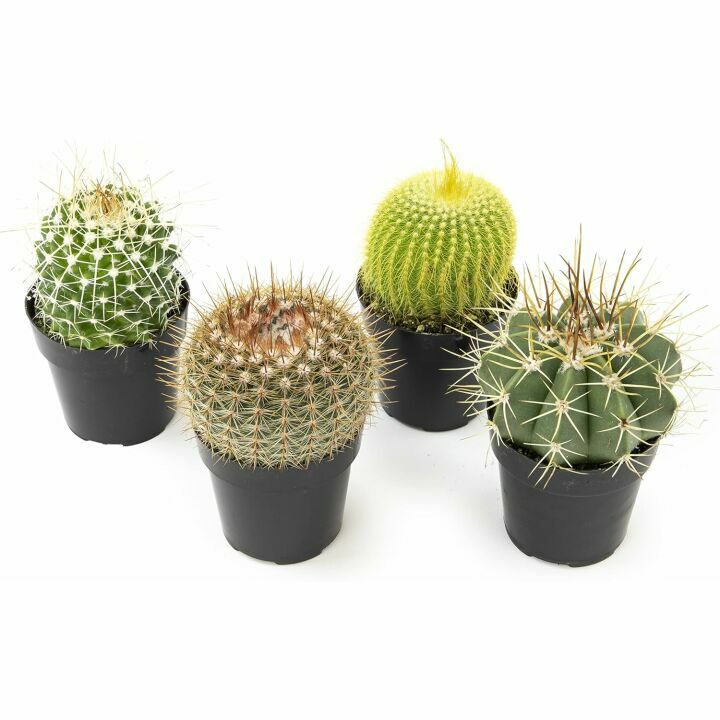 Altman Plants 4 Pack Cactus Collection - 2.5" Pots