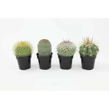 Altman Plants 4 Pack Cactus Collection - 2.5" Pots