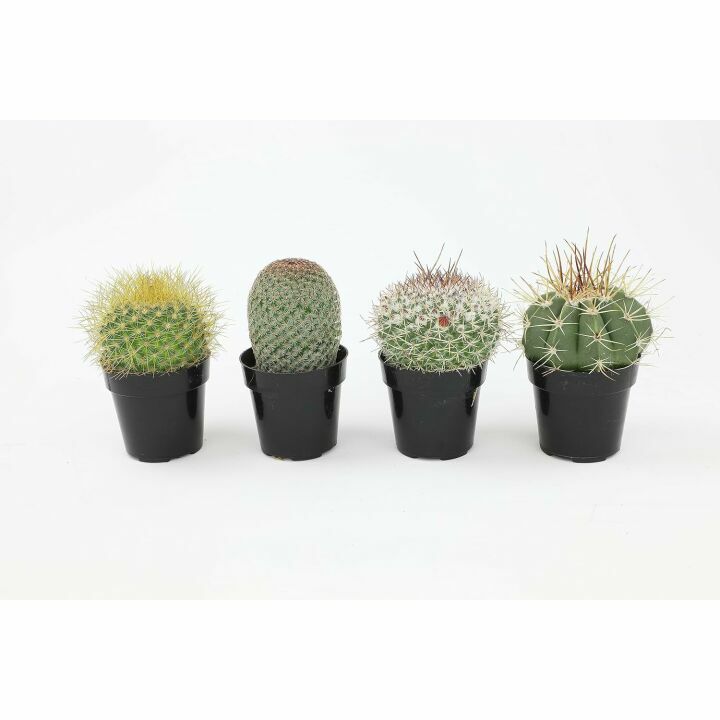 Altman Plants 4 Pack Cactus Collection - 2.5" Pots