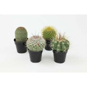 Altman Plants 4 Pack Cactus Collection - 2.5" Pots