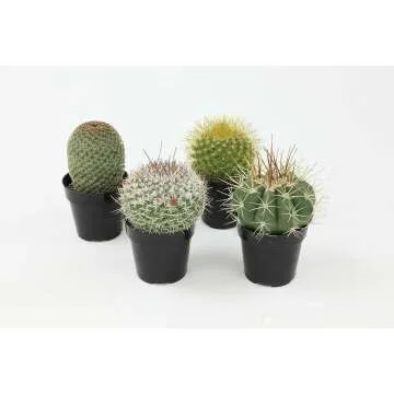 Altman Plants 4 Pack Cactus Collection - 2.5" Pots