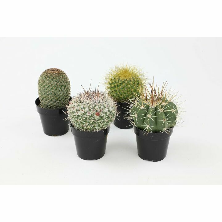 Altman Plants 4 Pack Cactus Collection - 2.5" Pots