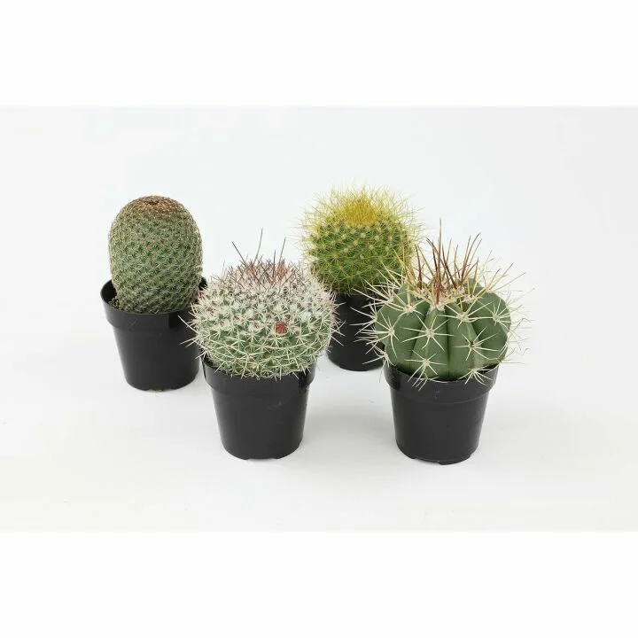 Altman Plants 4 Pack Cactus Collection - 2.5" Pots