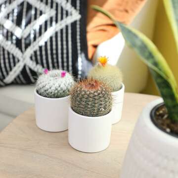 Altman Plants 4 Pack Cactus Collection - 2.5" Pots