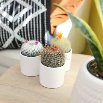 Altman Plants 4 Pack Cactus Collection - 2.5" Pots