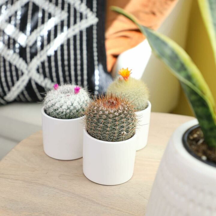 Altman Plants 4 Pack Cactus Collection - 2.5" Pots