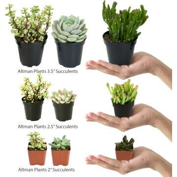 Altman Plants 4 Pack Cactus Collection - 2.5" Pots