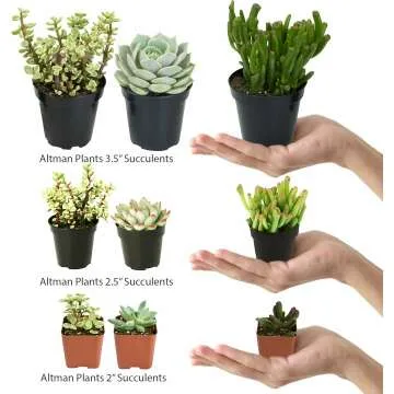 Altman Plants 4 Pack Cactus Collection - 2.5" Pots