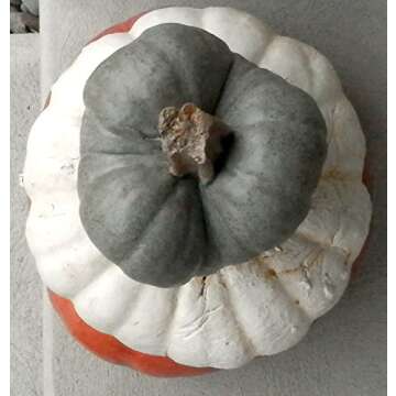 Stackable Pumpkins Set of 3, Artificial Halloween Stone Pumpkin & Cinderella Jacko'lantern Artificial Gourd Indoor and Outdoor Decor