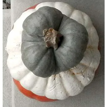 Stackable Pumpkins Set of 3, Artificial Halloween Stone Pumpkin & Cinderella Jacko'lantern Artificial Gourd Indoor and Outdoor Decor