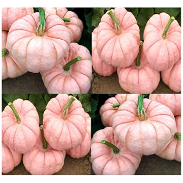 Big Pack - (30) Porcelain Doll F1 Pink Pumpkin Seeds - Rare Exotic for Fund Raising - Non-GMO Seeds ...