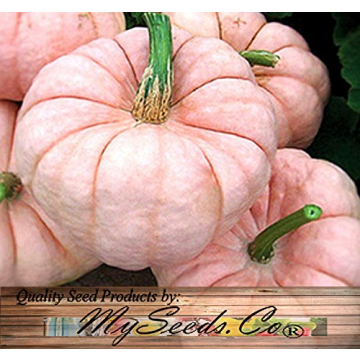 Rare Non-GMO Pink Pumpkin Seeds for Fundraising Events