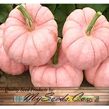 Rare Non-GMO Pink Pumpkin Seeds for Fundraising Events