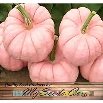 Rare Non-GMO Pink Pumpkin Seeds for Fundraising Events