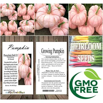 Rare Non-GMO Pink Pumpkin Seeds for Fundraising Events