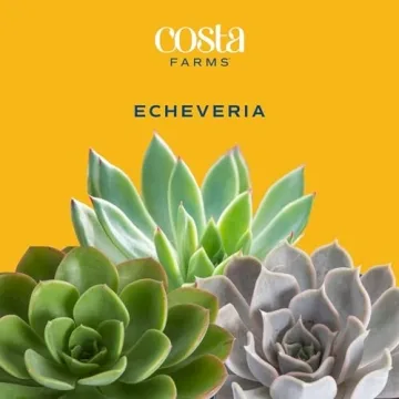 Costa Farms Easy Grow Echeveria Mini Succulent for Home