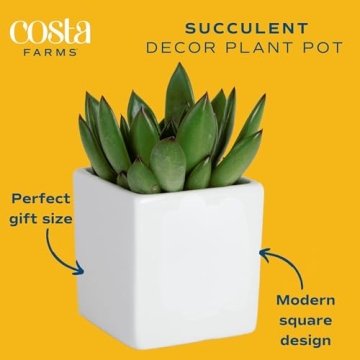 Costa Farms Easy Grow Echeveria Mini Succulent for Home