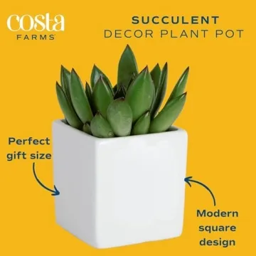 Costa Farms Easy Grow Echeveria Mini Succulent for Home