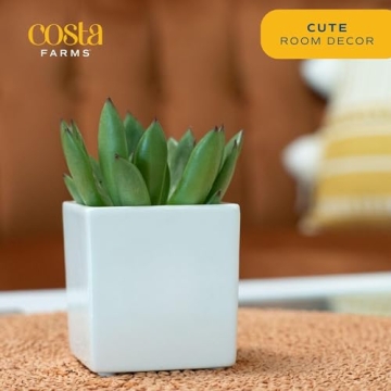 Costa Farms Easy Grow Echeveria Mini Succulent for Home