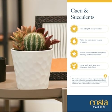 Costa Farms Easy Grow Echeveria Mini Succulent for Home