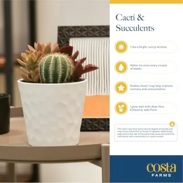 Costa Farms Easy Grow Echeveria Mini Succulent for Home