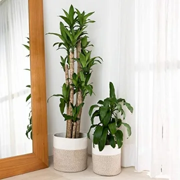 Stylish Woven Plant Baskets Set for Home Decor and Storage