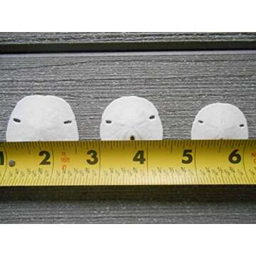 Tumbler Home Small Natural White Sand Dollars 50 pcs - Wedding - Sea Shell Craft 1 1/4" to 1 1/2" - ...