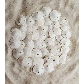 Tumbler Home Small Natural White Sand Dollars 50 pcs - Wedding - Sea Shell Craft 1 1/4" to 1 1/2" - Hand Picked and Professionally Packed