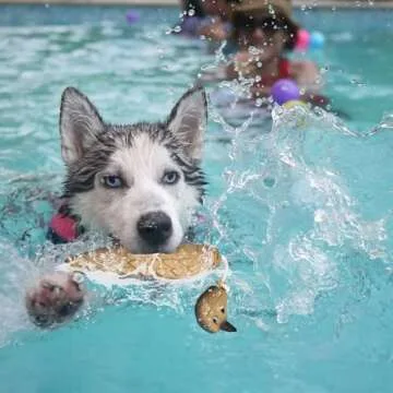 Durable Douthfolle Dove Dummy for Dog Training