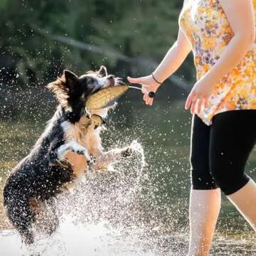 Durable Douthfolle Dove Dummy for Dog Training