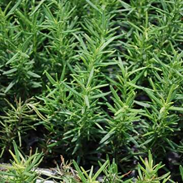 Bonnie Plants Rosemary Live Edible Aromatic Herb Plant - 4 Pack, Perennial In Zones 8 to 10, Great for Cooking & Grilling, Italian & Mediterranean Dishes, Vinegars & Oils, Breads