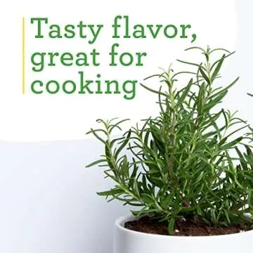 Bonnie Plants Rosemary 4 Pack - Edible Herb for Kitchen