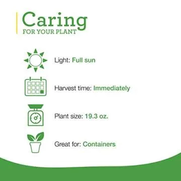 Bonnie Plants Rosemary 4 Pack - Edible Herb for Kitchen