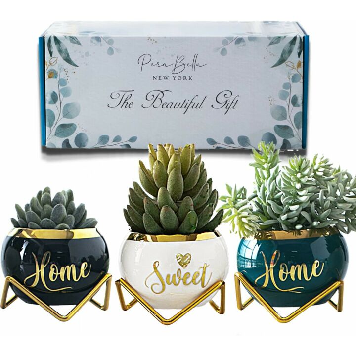 Housewarming Gift: 3 Succulent Pots for Plant Lovers