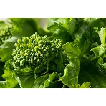 Spring Raab Rapini Broccoli Seeds - Quick Harvest Variety