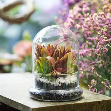 Stylish NCYP Glass Terrarium Cloche for Plant Lovers